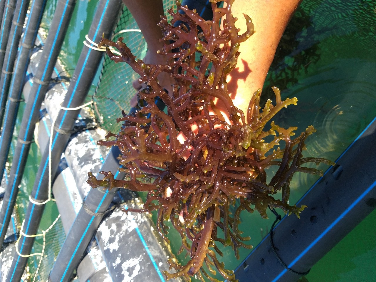 Hướng dẫn thử nghiệm nuôi trồng rong sụn trên biển với ống nhựa hdpe