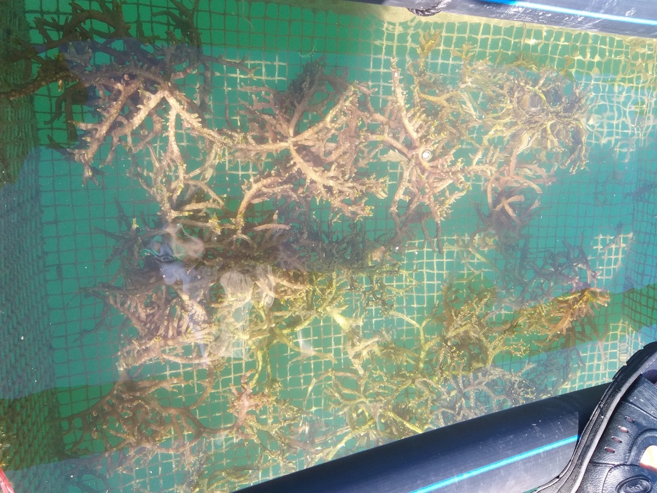 Hướng dẫn thử nghiệm nuôi trồng rong sụn trên biển với ống nhựa hdpe